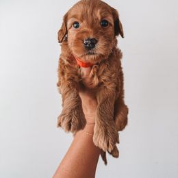 Strawberry Pie (Red Collar) - Red  female Goldendoodle puppy in Beaverton, Oregon from Henry Elliots