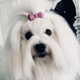 Coton de Tulear puppies from White Arctic Cotons