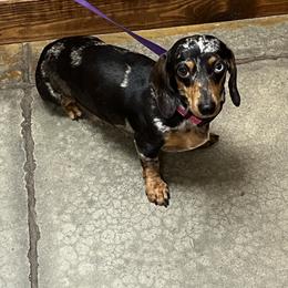Dachshund Puppies from Camacho_Dachshunds