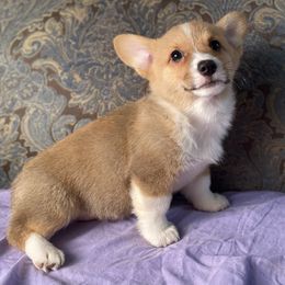 Gwennie (Purple Collar) - Sable and white female American Corgi puppy in Coleta, Illinois from Four Leaf Farm- Vom Vierblättriges Bauernhof