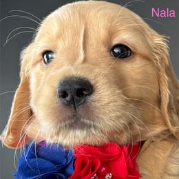 Nala - Golden female Golden Retriever puppy in Vail, Arizona from Retrievers Gold AZ