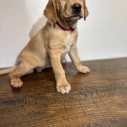 German Shorthaired Pointer, Labrador Retriever, and Working Cross Puppies from Upland Valley Kennels