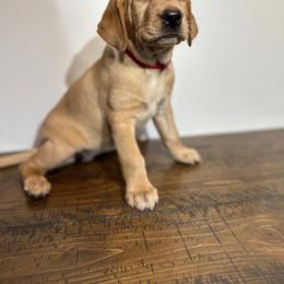 German Shorthaired Pointer, Labrador Retriever, and Working Cross Puppies from Upland Valley Kennels