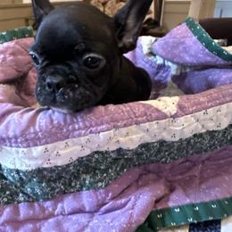 Dachshund, French Bulldog, and Pembroke Welsh Corgi Puppies from Corgis at the Jersey Shore/Frenchie Connection