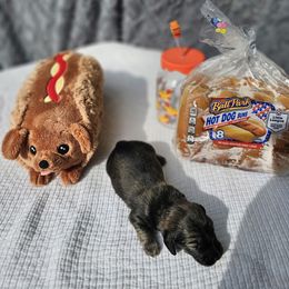 Boy 2 - Brindle male Dachshund puppy in Cardington, Ohio from A & J Miniature Dachshunds & Bulldogs