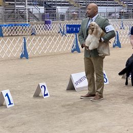 Cocker Spaniel Puppies from Troy’s Cockers