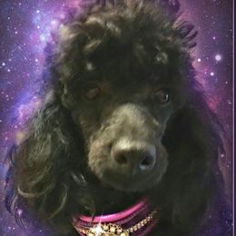 Kisses - Poodle