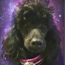 Kisses - Poodle