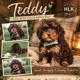 Teddy - Brown and tan male Cockapoo puppy in Millville, California from Hope Lane Kennels