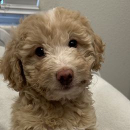 Girl 1 - Cream Goldendoodle puppy in Hurricane, Utah from Dancing Doodles