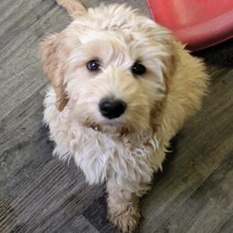 Australian Labradoodle Puppies from Loyal Heart Labradoodles
