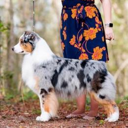 JJ - Australian Shepherd
