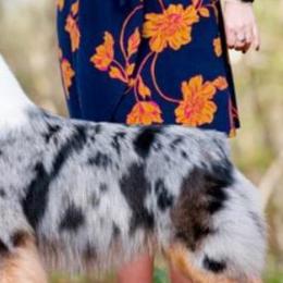 JJ - Australian Shepherd
