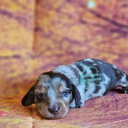 Chance Chocolate dapple longhaired boy (3800) - Dapple male Dachshund puppy in Herald, California from Bluegum Dachshunds