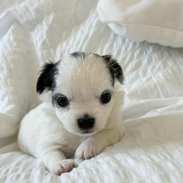 Beau - Blue and white male Chihuahua puppy in Menifee, California from Lane’s Little Long Coats