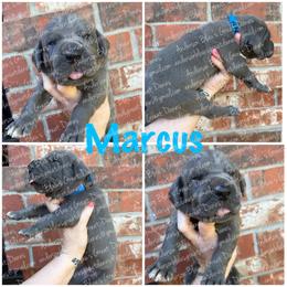 Marcus - Blue male Great Dane puppy in Granbury, Texas from Anderson Blau’s Great Danes