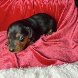 Brownie - Black and tan female Dachshund puppy in St Johns, Arizona from Glamorous Doxies