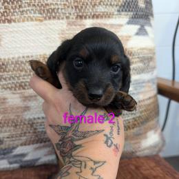 Wacey - Black and tan female Dachshund puppy in Barnard, Missouri from KB Doxies