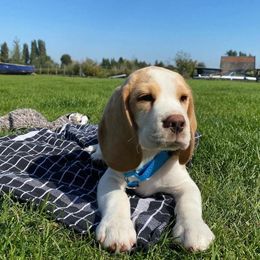 Ace - White male Beagle puppy in Texas, Texas from Beagles For Home