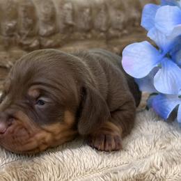Remingtom (Remy) AKC - Chocolate and tan male Dachshund puppy in Hendersonville, North Carolina from Snarky Doxy Miniature Dachshunds