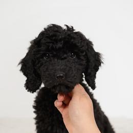 Celine - Black female Goldendoodle puppy in Yakima, Washington from HoneyPaw Doodles