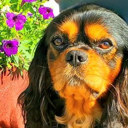 Cavalier King Charles Spaniels from Tracy Buck