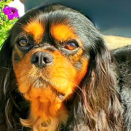 Cavalier King Charles Spaniels from Tracy Buck