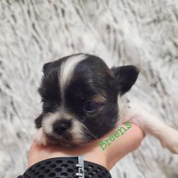 Webbys boy - Black sabled fawn male Chihuahua puppy in Richmond, Virginia from Breens