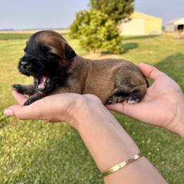 Boy 1 - Soft Coated Wheaten Terrier puppy in Illinois from Sarabeth's Friendly Pups