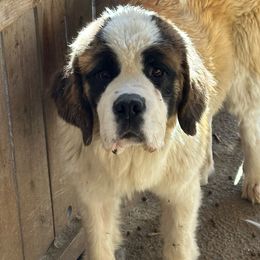 Apple - Saint Bernard