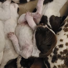 German Shorthaired Pointer Puppies from Legends German Shorthaired Pointers