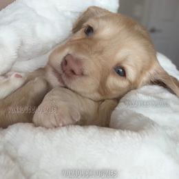 Shaggy - Cream male Dachshund puppy in Chandler, Arizona from Vonaducci Doxies, LLC.