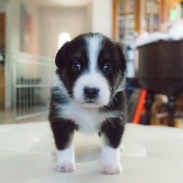 Bash (Boy 3) - Black tri-color Australian Shepherd puppy in Goodyear, Arizona from Kingdom Kennels