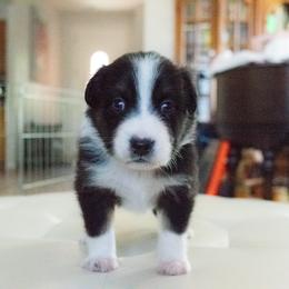 Bash (Boy 3) - Black tri-color Australian Shepherd puppy in Goodyear, Arizona from Kingdom Kennels