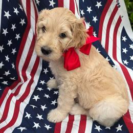 Maverick - Cream male Goldendoodle puppy in Summerfield, North Carolina from Lila's Teddybear Goldendoodles