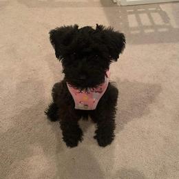Miniature Schnauzer All Grown Up from Sonia's Pack Schnauzers for ever.