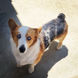 American Corgis and Pembroke Welsh Corgis from R&B Corgis