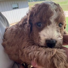 Lucy - Red female Cavapoo puppy in Osseo, Michigan from Smiths Fluffy butts
