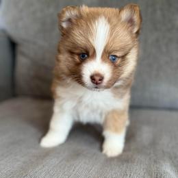 Carmel - Chocolate female Pomsky puppy in Sanbornton, New Hampshire from Kristie’s Husky Haven