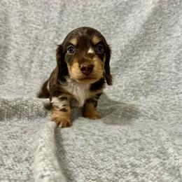 Daisy - Dapple female Dachshund puppy in Hulbert, Oklahoma from Carter’s Dachshunds