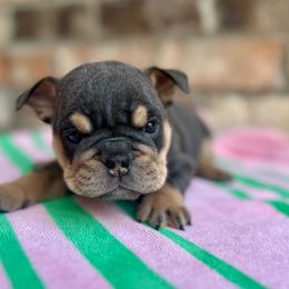 Carol - Blue tri-color female Bulldog puppy in Hernando, Mississippi from Blues City Bulldogs