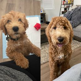 Goldendoodle, Maltipoo, and Poodle All Grown Up from doodles.puppes