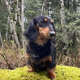 Vidia - Dachshund