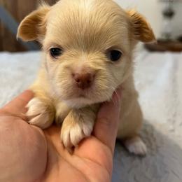 3,000 Brutus - Cream and white male Chihuahua puppy in Harlan, Iowa from Home Grown Chihuahuas From Iowa