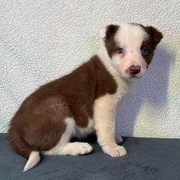 Abby - Red female Border Collie puppy in Chattanooga, Tennessee from Ross Vegas Kennels