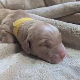 Girl 3 - Golden female Golden Retriever puppy in Buckley, Washington from Chrysus Spirit Goldens