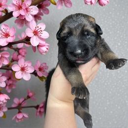 Dorado - Sable male German Shepherd puppy in Oakland, Oregon from VHM German Shepherds