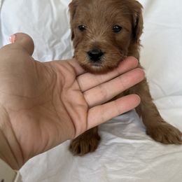 Green Boy 3 - Red  Goldendoodle puppy in Idaho from Idadoodles