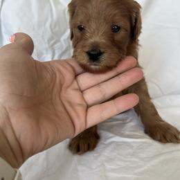 Green Boy 3 - Red  Goldendoodle puppy in Idaho from Idadoodles
