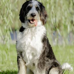 Bernedoodle puppies from Four Willows Farm
